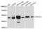 Protein O-Fucosyltransferase 2 antibody, PA5-76586, Invitrogen Antibodies, Western Blot image 