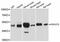 Protein O-Fucosyltransferase 2 antibody, PA5-76586, Invitrogen Antibodies, Western Blot image 