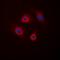 Protein Phosphatase 1 Regulatory Inhibitor Subunit 1B antibody, orb393135, Biorbyt, Immunofluorescence image 