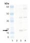 Heat Shock Protein Family B (Small) Member 6 antibody, NB120-13491, Novus Biologicals, Western Blot image 