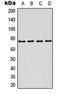 Potassium Voltage-Gated Channel Subfamily Q Member 1 antibody, orb214159, Biorbyt, Western Blot image 