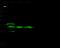 Cathepsin B antibody, GTX02305, GeneTex, Western Blot image 