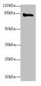 Kell Metallo-Endopeptidase (Kell Blood Group) antibody, CSB-PA012148LA01HU, Cusabio, Western Blot image 