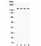 Toll Like Receptor Adaptor Molecule 1 antibody, R32274, NSJ Bioreagents, Western Blot image 