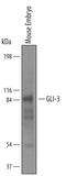 GLI Family Zinc Finger 3 antibody, AF3690, R&D Systems, Western Blot image 