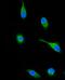 SH3 Domain Containing Kinase Binding Protein 1 antibody, A02835-1, Boster Biological Technology, Immunofluorescence image 
