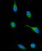 Ruk antibody, A02835-1, Boster Biological Technology, Immunofluorescence image 