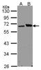 Ribophorin I antibody, NBP1-32704, Novus Biologicals, Western Blot image 