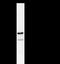 DEAD-Box Helicase 5 antibody, LS-C342498, Lifespan Biosciences, Immunoprecipitation image 