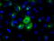 Lipase G, Endothelial Type antibody, LS-C115082, Lifespan Biosciences, Immunofluorescence image 