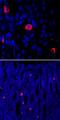 Ghrelin And Obestatin Prepropeptide antibody, MAB8200, R&D Systems, Immunohistochemistry frozen image 