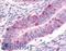 Dipeptidyl Peptidase 8 antibody, LS-A8035, Lifespan Biosciences, Immunohistochemistry paraffin image 