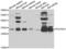 Phytanoyl-CoA Dioxygenase Domain Containing 1 antibody, LS-C346286, Lifespan Biosciences, Western Blot image 