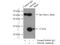 Metabolism Of Cobalamin Associated B antibody, 11137-1-AP, Proteintech Group, Immunoprecipitation image 