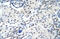 U1 small nuclear ribonucleoprotein A antibody, 29-333, ProSci, Immunohistochemistry frozen image 