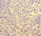 FOS Like 2, AP-1 Transcription Factor Subunit antibody, MBS1489233, MyBioSource, Immunohistochemistry frozen image 