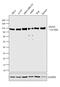 Death Domain Associated Protein antibody, MA5-14974, Invitrogen Antibodies, Western Blot image 