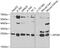 Apolipoprotein M antibody, 19-598, ProSci, Western Blot image 