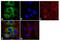 Profilin 1 antibody, 720121, Invitrogen Antibodies, Immunofluorescence image 