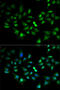 Flotillin 2 antibody, 22-336, ProSci, Immunofluorescence image 