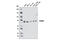 Thymocyte Selection Associated antibody, 4482S, Cell Signaling Technology, Western Blot image 