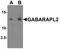 GABA Type A Receptor Associated Protein Like 2 antibody, A01927-1, Boster Biological Technology, Western Blot image 