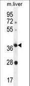 Olfactory Receptor Family 4 Subfamily A Member 15 antibody, LS-C163184, Lifespan Biosciences, Western Blot image 