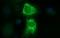 Thioredoxin Related Transmembrane Protein 1 antibody, NBP2-46143, Novus Biologicals, Immunofluorescence image 