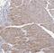 Angiopoietin Like 5 antibody, NBP1-85870, Novus Biologicals, Immunohistochemistry paraffin image 