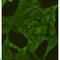 Pyruvate Kinase M1/2 antibody, LS-C813084, Lifespan Biosciences, Immunofluorescence image 