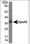 Apolipoprotein A5 antibody, NB400-139, Novus Biologicals, Western Blot image 