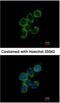 Growth Arrest Specific 2 Like 1 antibody, NBP1-32310, Novus Biologicals, Immunocytochemistry image 