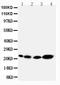 Caveolin 2 antibody, LS-C312696, Lifespan Biosciences, Western Blot image 