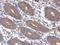 Angiopoietin 2 antibody, NBP2-15386, Novus Biologicals, Immunohistochemistry paraffin image 