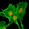 Histone Cluster 4 H4 antibody, GTX60908, GeneTex, Immunocytochemistry image 