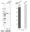 SP100 Nuclear Antigen antibody, PA5-53476, Invitrogen Antibodies, Western Blot image 