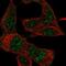 IgLON family member 5 antibody, PA5-59812, Invitrogen Antibodies, Immunofluorescence image 
