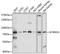 Sodium Channel Epithelial 1 Gamma Subunit antibody, LS-C750071, Lifespan Biosciences, Western Blot image 