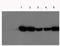 FAH antibody, TA354752, Origene, Western Blot image 