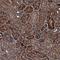 Tripartite Motif Containing 7 antibody, NBP1-89751, Novus Biologicals, Immunohistochemistry frozen image 