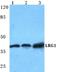 Leucine Rich Alpha-2-Glycoprotein 1 antibody, A04365-1, Boster Biological Technology, Western Blot image 