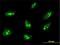 THAP domain-containing protein 1 antibody, H00055145-M01, Novus Biologicals, Immunofluorescence image 