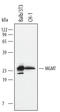 O-6-Methylguanine-DNA Methyltransferase antibody, AF3299, R&D Systems, Western Blot image 