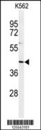 INO80 Complex Subunit B antibody, 61-680, ProSci, Western Blot image 