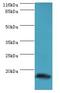 Melan-A antibody, LS-C371406, Lifespan Biosciences, Western Blot image 