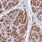Coiled-Coil Domain Containing 58 antibody, NBP2-14452, Novus Biologicals, Immunohistochemistry frozen image 