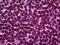 Activating Transcription Factor 6 antibody, 51-909, ProSci, Immunohistochemistry paraffin image 