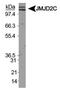 Lysine Demethylase 4C antibody, NBP1-49600, Novus Biologicals, Western Blot image 