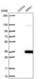 Inositol monophosphatase 1 antibody, NBP1-83107, Novus Biologicals, Western Blot image 