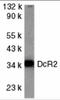 TNF Receptor Superfamily Member 10d antibody, 2021, ProSci, Western Blot image 
